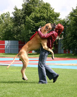 how-to-train-dog-to-stop-jumping-on-people.jpg