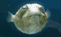 fish-blowfish.gif
