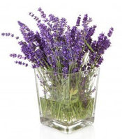 lavanda.jpg