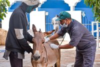 donkey-examined-by-vets-scaled-1.jpg