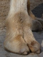 camel-foot.jpg
