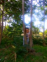 behind the trees.jpg