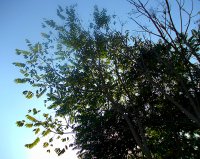 Branches under the sky.jpg