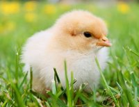 chick-close-up-grass-crop.jpg