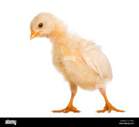 chick-8-days-old-in-front-of-white-background-E7G65M.jpg