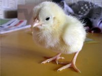 young-chicken-1511769.jpg