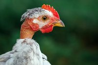 bald-neck-white-chicken-portrait-dark-green-background-profile_457440-597.jpg