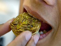 mealworm-b75dcdcb98e7064c9f86eedaccccac123a853dbe.jpg