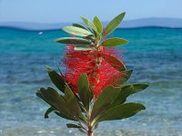 Flower in front of the see.JPG