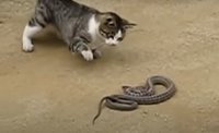 snake-vs-cat.jpg