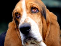 dog.jpeg