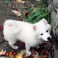 white-dog-in-fall.jpg