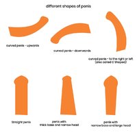 shapes-and-sizes-of-penis.jpg