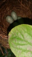 IMG1.jpg
