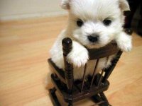 mini-dog-pic22854.jpg