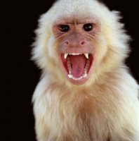 Pop_Crunch_WTF_1005_angry_monkey_739979.jpg