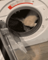 running-washing-machine.gif