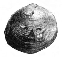 shell.jpg