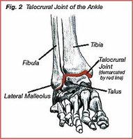 Talocrural_joint_ankle.jpg