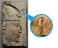 uraeus.jpg