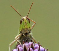 242792-bidete-shturec.jpg