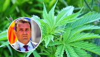 zaev-zoran-marihuana-kanabis.jpg
