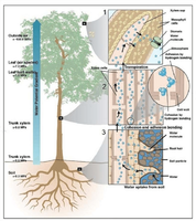 The-ascent-of-water-in-tree-according-to-the-tension-cohesion-mechanism.png