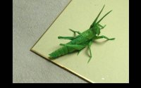 origami-insekti-4.jpg