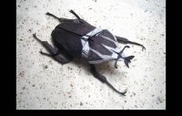 origami-insekti-5.jpg