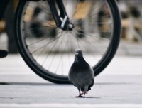 pigeon1.jpg