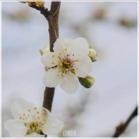 IMG_4346.jpg