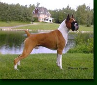 Boxer-10.jpg