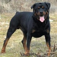 Rottweiler_1962_19296700_0_0_11599_300.jpg