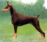 Doberman-Pinscher-muzzle-Doberman-Pinscher.jpg