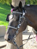 horse-blinders-harness-head-preview.jpg