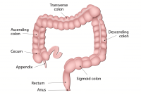 Parts-of-the-Large-Intestine-1024x688.png