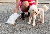 stock-photo-person-picking-pet-dog-poop-droppings-street-plastic-bag.jpg