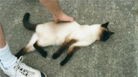 siamese.jpg