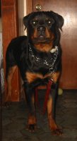 RottweilerDack8MthsOldDog.JPG