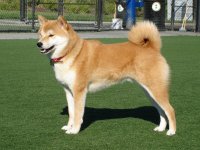 ♥AKITA♥.jpg