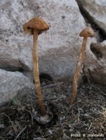 64dd9-Battarrea-phalloides---photo-B.-Ivancevic.jpg