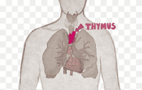 png-transparent-thymus-immune-system-lymphatic-system-human-body-white-blood-cell-organ-miscel...png