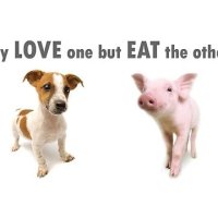 dog vs pig.jpg