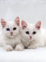 burton-jane-domestic-cat-white-semi-longhair-turkish-angora-kittens-one-with-odd-eyes.jpg