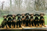 dobe_litter.jpg