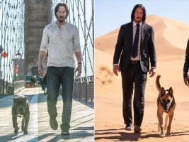 john-wick-dogs-95c71b81986d48abb9c903207e71424f.jpg