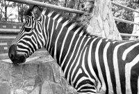 zoo1.jpg