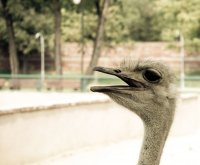 zoo7.jpg