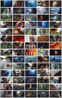 220px-Thetreeoflifeposter.jpg