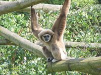 300px-Weisshandgibbon_tierpark_berlin.jpg